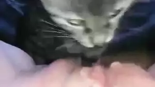 furry porn: licking and moaning