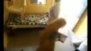 عقبة المتجول أثر قديم مثليه الملاعين خنثى