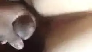 الدوس مثقوب الهرة دش الذهبي